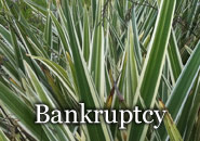 Orlando Bankruptcy Attorney